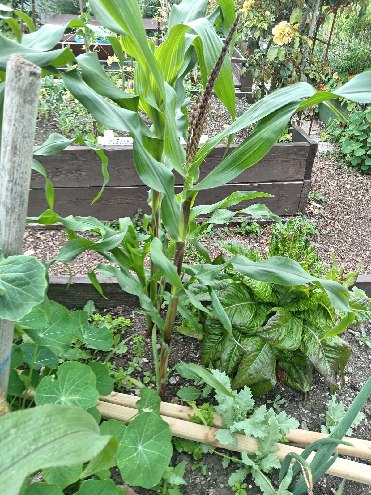 Photo of a corn plant in a bed in a community garden; it is rather small, but aside from that looks vibrant and healthy 